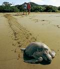 Черепаха, Коста-Рика ||| 68Kb
