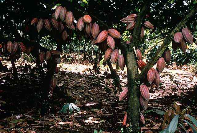 Filefastovik.com - шоколадное дерево южной америки.