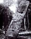 Впечатляющий портрет правителя — стела Е из Киригуа. Она самая высокая из всех известных монолитов майя. Для того чтобы сделать слепки рельефов, нужно было покрыть стелу гипсом. Но первым делом Модсли и пять его помощников влезли на самую ее вершину