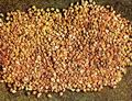 Возделывание маиса было известно всем народам доколумбовой Мелоамерики. Зерна дикого маиса (теосинтле)