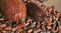 Согласно новым находкам, люди начали использовать какао бобы для приготовления алкогольного напитка до того как стали готовить из них шоколадный напиток. ||| 43Kb