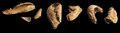 Найденные в Перу семена тыкв, возраст которых 10 000 лет ||| 11Kb