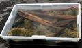 Артефакты, найденные в кратере потухшего вулкана Невадо-де-Толука 24 мая 2007 г. Археологи нашли деревянные скипетры в форме молний, которые соответствуют документированным 500 лет назад описаниям испанских священников и конкистадоров о подношениях ацтекскому богу дождя ||| 38Kb