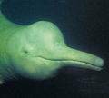 Река Амазонка. Иния - речной дельфин. В Амазонке водятся дельфины. Они хватают рыбу длинными зубатыми челюстями. Видимость в мутной от ила воде плохая, и для обнаружения добычи дельфины пользуются эхолокацией, издавая звуки высокой частоты