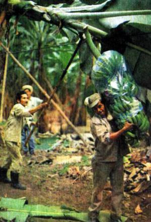 На банановой плантации