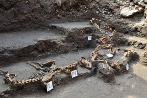В Аскапоцалько (Мехико) найдено древнее захоронение 12 собак. Фото - Melitón Tapia, INAH