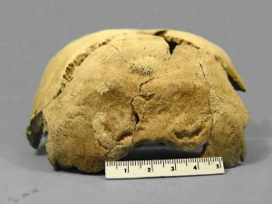 Порезы на человеческом черепе, подтверждающие антропофагию у ацтеков. Фото - INAH