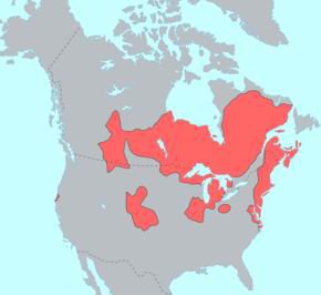 Алгская языковая семья на карте Северной Америки. Маленькое красное пятнышко на тихоокеанском побережье - языки юрок и вийот.