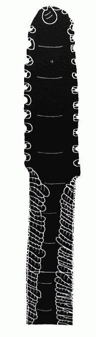 132. Эта имитация шипа ската с наконечником, отбитым еще в древности, отщепленная от обсидианового лезвия, была обнаружена на полу храма Структуры 28. Длина 12 см.