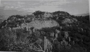 239. Сделанные из каменной кладки стены крепости Киотепек, в северной части Куикатлан-Каньяда, возвышаются над лесом из колючих бобовых деревьев и столбчатых кактусов.