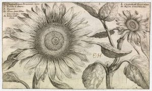 Chrysanthemum Peruvianum из книги Hortus Floridus (Utrecht: Officina Calcographica Cr. Passaei, 1614).