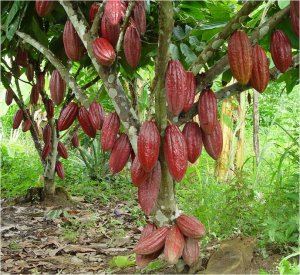 Дерево какао с плодами (Theobroma cacao L., Malvaceae)