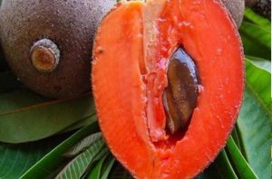 Pouteria sapota, называющаяся в народе «мармеладный плод»