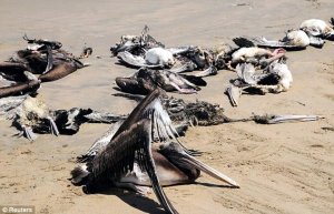 Убитые пеликаны.