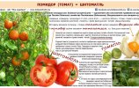 Помидор (томат) = шитоматль