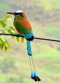 Торогос или Eumomota superciliosa семейства Момотовые - национальная птица Сальвадора ||| 27Kb