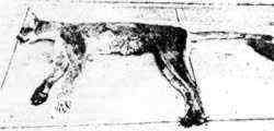 Онса (или ацтекская кошка Куитламистли)