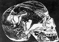 Хрустальные черепа Митчелл-Хеджеса (слева) и Британского музея (справа) были предметами серии статей 1936 года, в которых куратор Британского музея Адриан Дигби и физический антрополог Г.М. Морент выясняли был ли у этих черепов общий прототип, которого Дигби предположительно считал почитаемого месоамериканского «бога смерти». ||| 77Kb