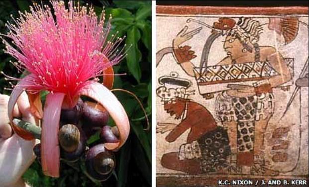 Цветок псевдобомбакса вдохновил майя на создание головных уборов для элиты майя. ||| 56Kb