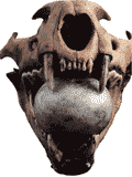 Череп ягуара, найденный при раскопках Великого храма, сжимает в челюстях жадеитовый шар. С этим шаром, символически представлявшим сердце животного, ему была гарантирована загробная жизнь ||| 37Kb