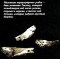 Маленькие перламутровые рыбки - дань почтения Тлалоку, который господствует над всеми реками, озерами и морями, а также над тучами, которые радуют крестьян дождём ||| 25Kb