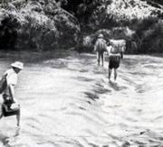 Одним из самых больших препятствий при нашем передвижении в горах Восточной Кубы были многочисленные многоводные реки. На снимке члены экспедиции переходят одну из них вброд