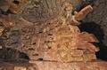 Изогнутый клык ягуара выступает от угла храма Оропендолы. Скульптуры из каменных блоков были когда-то покрыты тонким слоем ярко раскрашенного штука, который, возможно, во время постройки храма был в дефиците (фото Кен Гарретт). ||| 59Kb