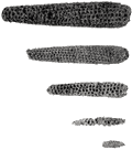 В качестве примера раннего маиса - початки кукурузы из долины Теуакана, показана эволюция растения от самых примитивных видов. Музей археологии Пибоди. ||| 29Kb