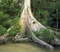 Река Амазонка. Земля под тонким верхним слоем почвы бедна питательными веществами, поэтому корни деревьев редко уходят вниз глубже, чем на метр. Устойчивость деревьям дают досковид-ные корни