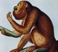 Река Касикьяре. Записи Гумбольдта о животных тропических лесов были настолько точны, что он до сих пор считается специалистом по обезьянам-ревунам