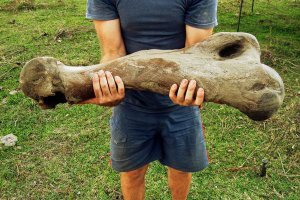 Найдены кости гигантских ленивцев возрастом 30 000 лет возможно убитых древним человеком. Фото - Martin Batalles
