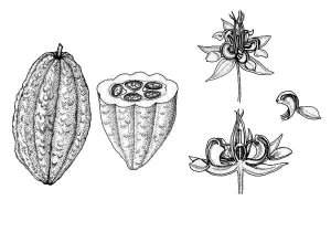 Теоброма какао: разрезанный плод с 5 семенами; цветок; лепесток. Зарисовка Саманта Тсистинас - samitsistinas.blogspot.fr.