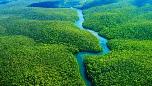 Исследование: в Амазонии до сих пор доминируют культивированные доколумбовыми культурами растения