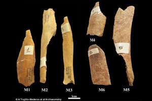 Исследуемые кости. Фото: A. Trujilo-Mederos и др. / Archaeometry