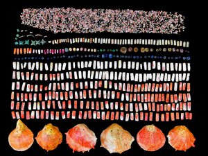 Ожерелья из лазурита, бирюзы, кварца и раковин спондилуса, украшавшие когда-то тела знатных лиц из главной камеры гробницы. Фото - Matthew Helmer, NG Grantee