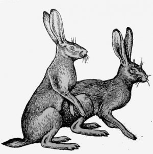 27. Чернохвостые калифорнийские зайцы (Lepus spp.).