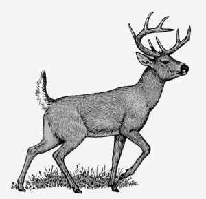 30. Белохвостый олень (Odocoileus virginianus).