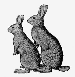 31. Американские кролики (Sylvilagus spp.).