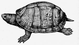 33. Замыкающая черепаха (Kinosternon integrum).