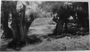 36. Болотные кипарисы (Taxodium sp.) на притоке реки Атойяк.