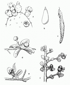 40. Съедобные дикие растения из области Гила-Накиц. (а) Плоды опунции (Opuntia spp.); (b) дикий авокадо (Diospyros sp.); (с) мескитовые стручки (Prosopis juliflora); (d) вест-индийская вишня (Malpighia sp.); (e) плоды хакберри (Celtis sp.); (f) орехи йяк суси (Jatropha neodioica).