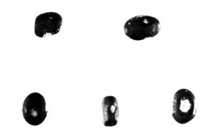54. Дикая черная фасоль (Phaseolus sp.) из пещеры Гила-Накиц. Длина нижнего левого образца 5 мм.