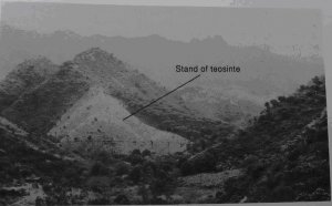 56. Крупный участок, занятый теосинте, на целинном поле в горах в 120 км к юго-западу от долины Мехико.
