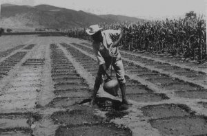 112. Сапотекский фермер в Абасоло вручную поливает свое поле, используя колодец, который достигает грунтовых вод на глубине всего 3 м.