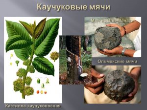 Кастилла каучуконосная и древние каучуковые мячи.