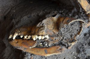 Недалеко от центра столичного района Аскапоцалько археологи после сообщения жителей обнаружили захоронение собак доиспанской эпохи. Фото - Melitón Tapia