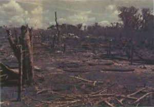 Так выглядит современная мильпа сразу после выжигания растительности (окрестности древнего города Майяпан, Мексика, п-ов Юкатан). Фото автора
