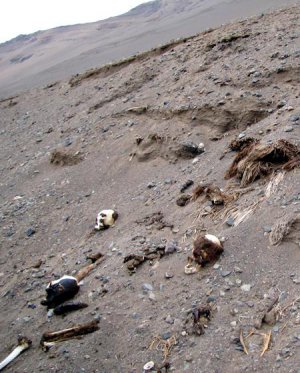 В долинах северного Чили, где проживали люди культуры Чинчорро 7000 лет назад, большое количество мумий закопано под песчаной поверхностью. Их число может исчисляться сотнями. Фото: Марсела Сепульведа