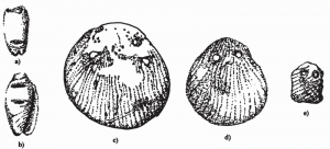 Рисунок 7.1. Украшения из оливковидных ракушек (a, b) и раковин вида Spondylus (c–e) из Кайе-Коко, Белиз. Иллюстрация Энн Дин, с разрешения Мерилин Мессон.