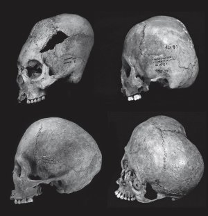 Рис. 5. Различные месоамериканские формы черепов: (a) псевдокруглая плоская покатая модификация (Хайна, классический период, DAF-INAH, фотография В. Тислер); (b) средняя плоская выпрямленная модификация (Чичен-Ица, Юкатан, Мексика, постклассический период, DAF-INAH, фотография В. Тислер); (с) плоская выпрямленная форма с уплощением сверху (Эль-Сапоталь, Веракрус, Мексика, классический период, DAF-INAH, фотография В. Тислер); (d) экстремальная плоская выпрямленная модификация с двудольной модальностью (Аргелия, Ла-Ангостура, Чьяпас, Мексика, DAF-INAH, фотография В. Тислер).